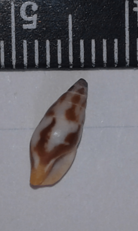 Mitrella scripta (Columbellidae)?